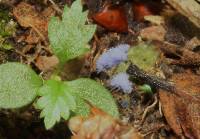 Chromelosporium coerulescens image