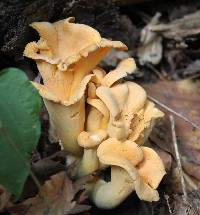 Cantharellus lateritius image