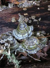 Trametes versicolor image