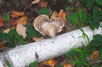 Fomitopsis betulina image