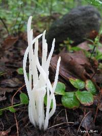 Clavaria fragilis image