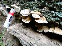 Trametes versicolor image