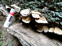 Trametes versicolor image