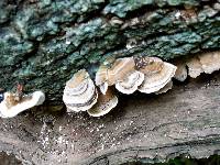 Trametes versicolor image