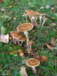 Armillaria mellea image