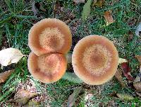 Armillaria mellea image