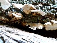 Trametes versicolor image