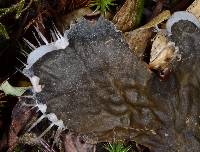 Peltigera membranacea image