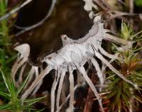 Peltigera membranacea image