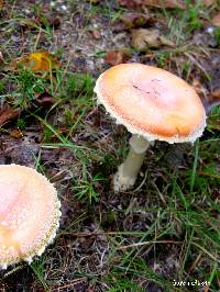 Amanita wellsii image