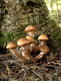 Armillaria mellea image