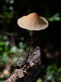 Marasmius siccus image