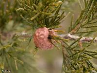 Gymnosporangium juniperi-virginianae image