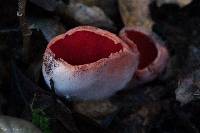 Sarcoscypha coccinea image