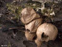 Lycoperdon pyriforme image