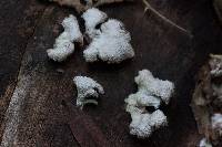 Schizophyllum commune image