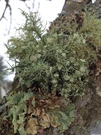 Usnea strigosa image