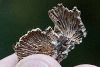 Schizophyllum commune image