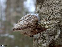 Fomes fomentarius image