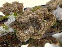 Trametes versicolor image