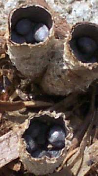 Cyathus stercoreus image