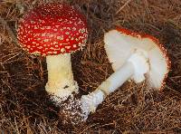 Amanita muscaria image