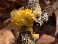 Tremella mesenterica image