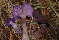 Laccaria amethysteo-occidentalis image