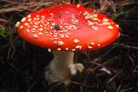 Amanita muscaria image