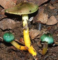 Hygrocybe psittacina var. psittacina image