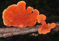 Image of Polyporus sanguineus