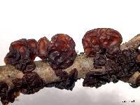 Auricularia auricula-judae image