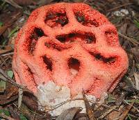 Clathrus ruber image