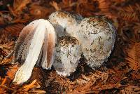 Coprinus comatus image