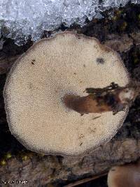 Polyporus arcularius image