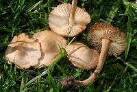 Marasmius oreades image