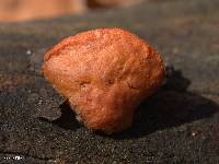 Pycnoporus cinnabarinus image