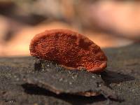 Pycnoporus cinnabarinus image