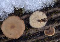 Polyporus arcularius image