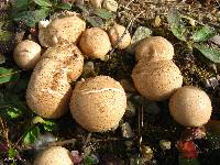 Lycoperdon perlatum image