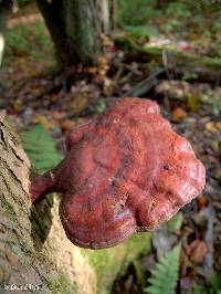 Ganoderma tsugae image