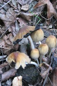 Coprinellus micaceus image