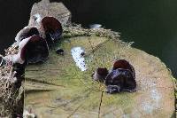 Auricularia auricula-judae image