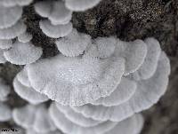 Schizophyllum commune image