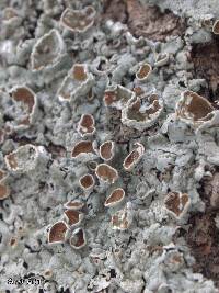 Myelochroa galbina image