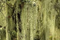 Ramalina menziesii image