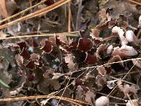 Peltigera polydactylon image