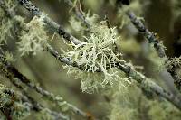 Image of Evernia prunastri