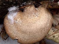 Piptoporus betulinus image