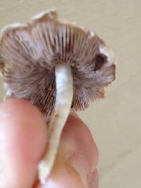 Psathyrella candolleana image